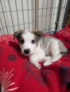 Crumpet photo 3