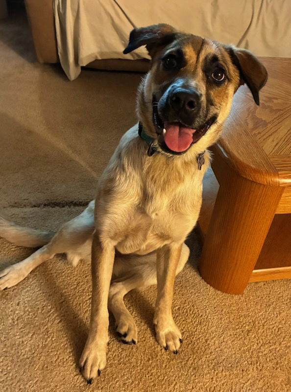 Arwen, an adoptable Shepherd, Setter in Hillside, IL, 60162 | Photo Image 1