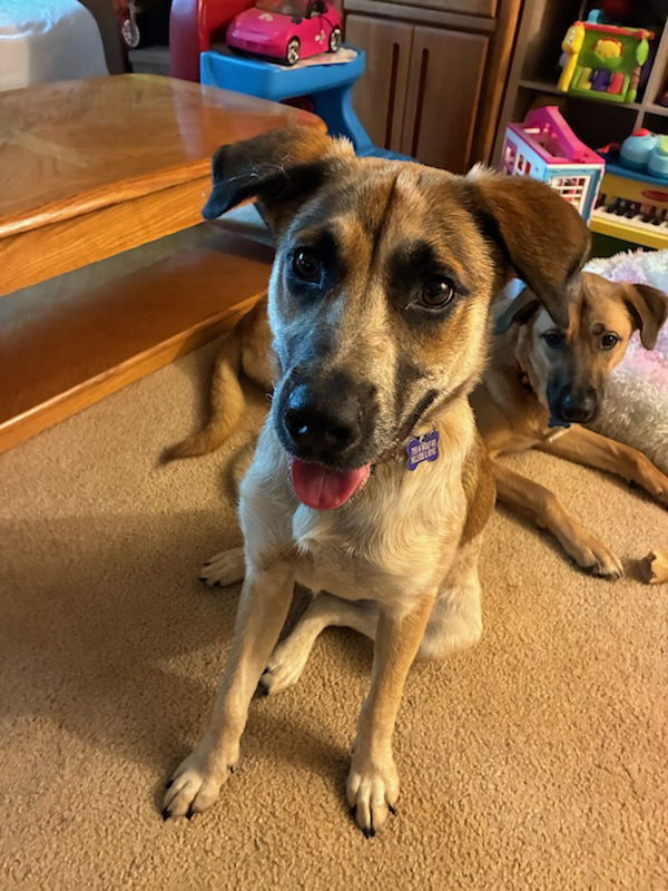 Arwen, an adoptable Shepherd, Setter in Hillside, IL, 60162 | Photo Image 2