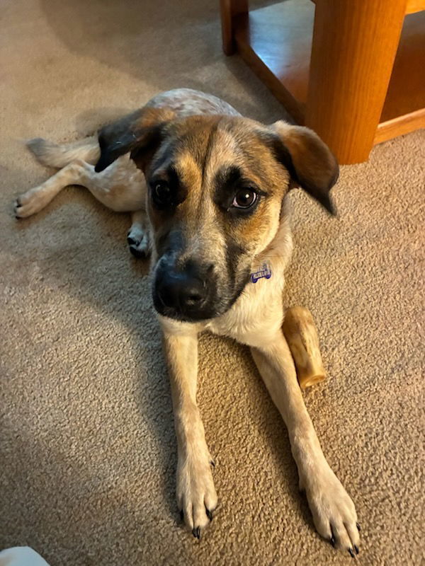 Arwen, an adoptable Shepherd, Setter in Hillside, IL, 60162 | Photo Image 3