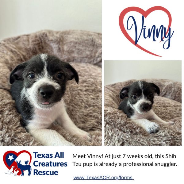 Vinny