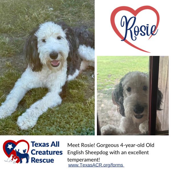 Rosie