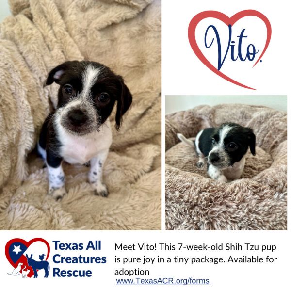 Vito