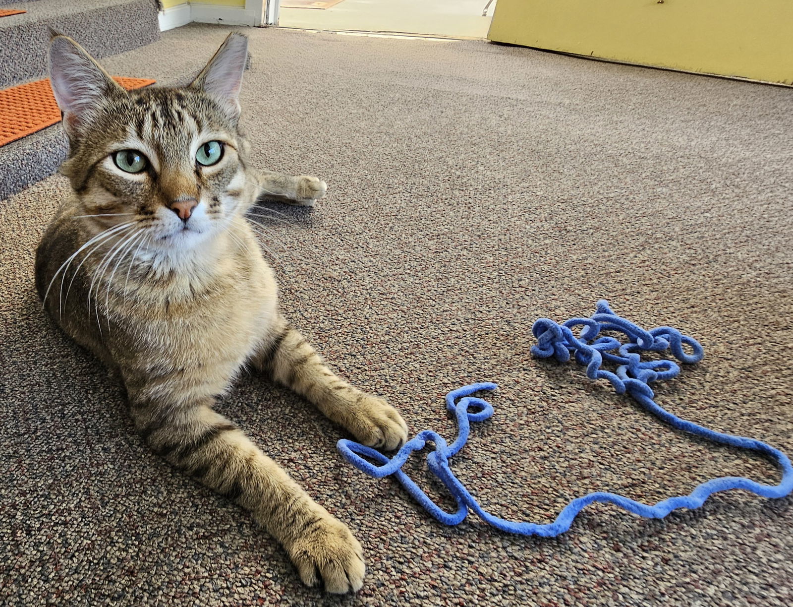 Quinton, an adoptable Tabby in Fort Collins, CO, 80524 | Photo Image 1