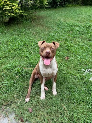 Bagel - IN FOSTER