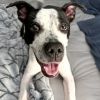 Oreo photo 1