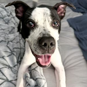 Oreo, Adult Male unknown