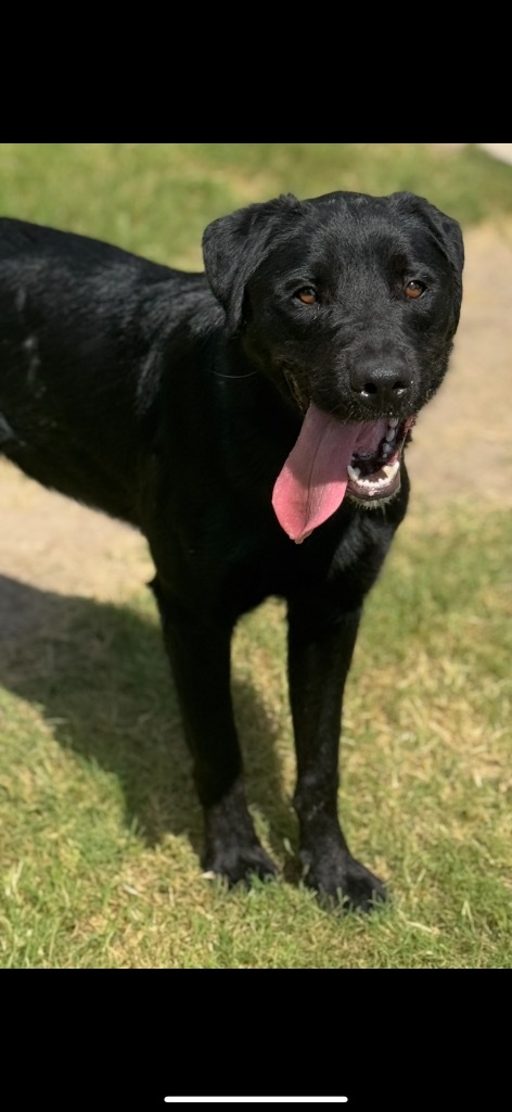 Pawcasso, an adoptable Labrador Retriever in Great Bend, KS, 67530 | Photo Image 1