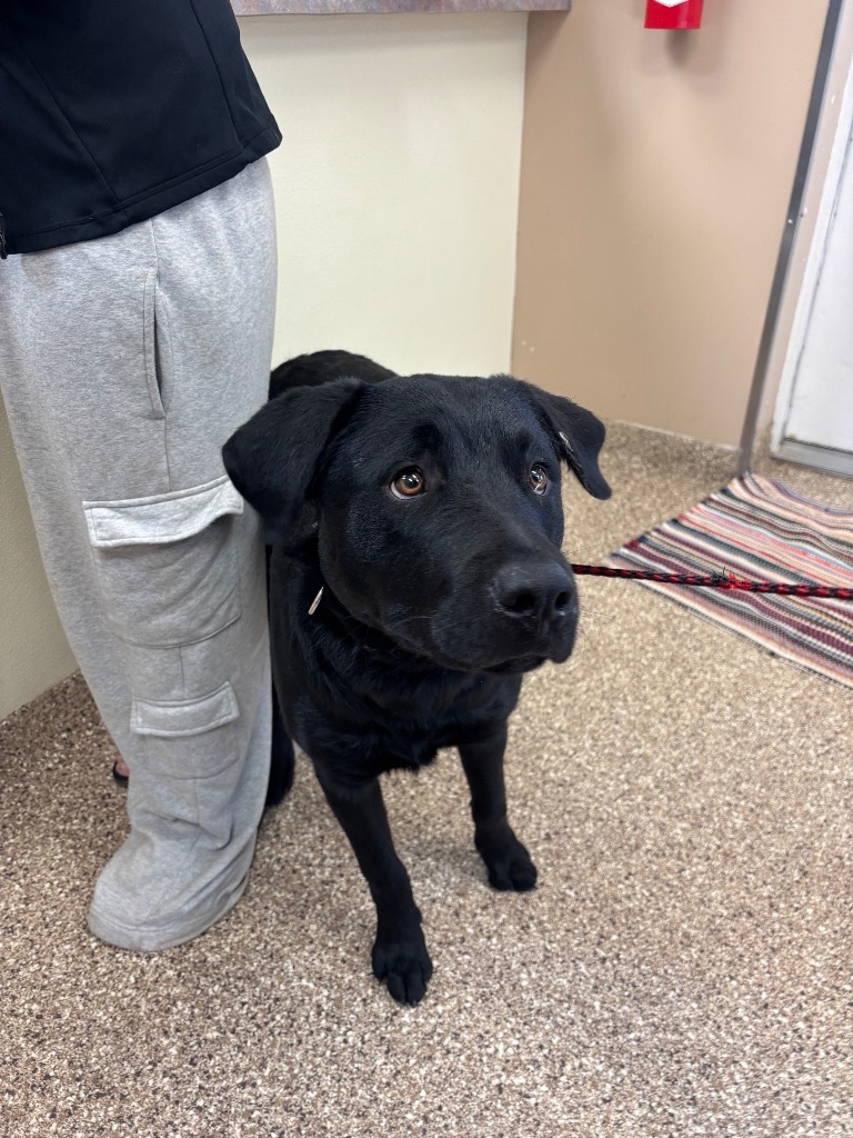 Pawcasso, an adoptable Labrador Retriever in Great Bend, KS, 67530 | Photo Image 2