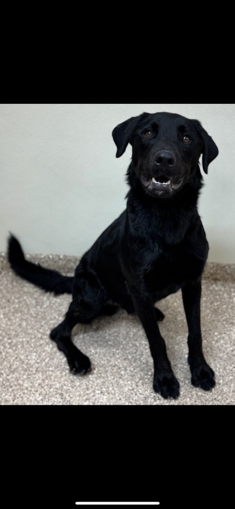 Pawcasso, an adoptable Labrador Retriever in Great Bend, KS, 67530 | Photo Image 3
