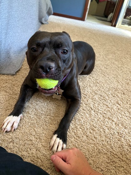 Petunia
