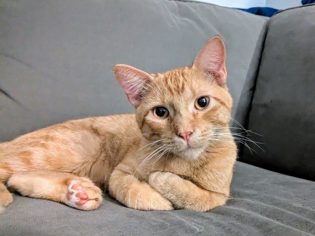 Prue - Pending Adoption