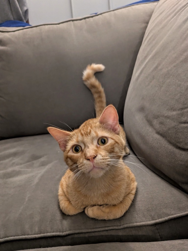 Prue - Pending Adoption