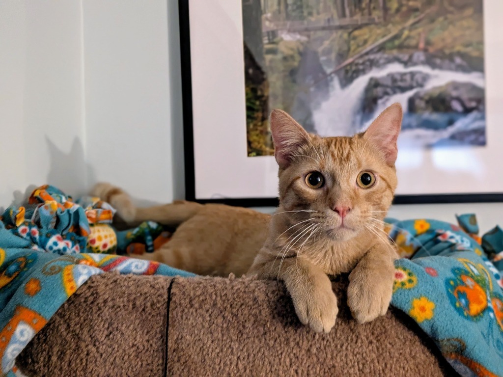 Prue - Pending Adoption
