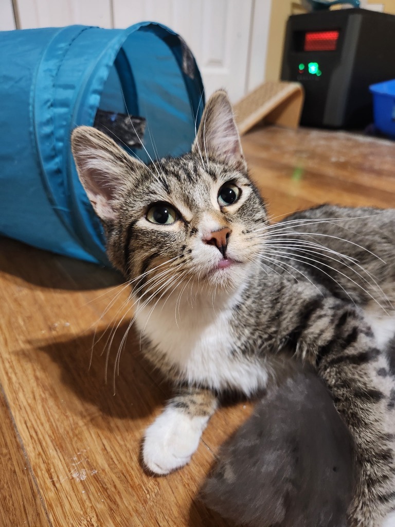 Ramona
