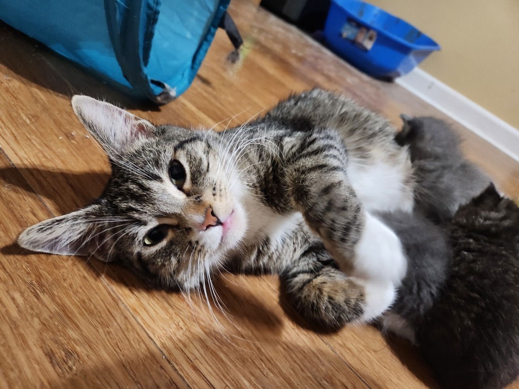 Ramona