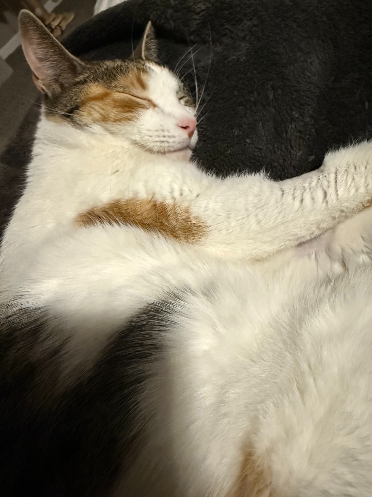 Tizzy