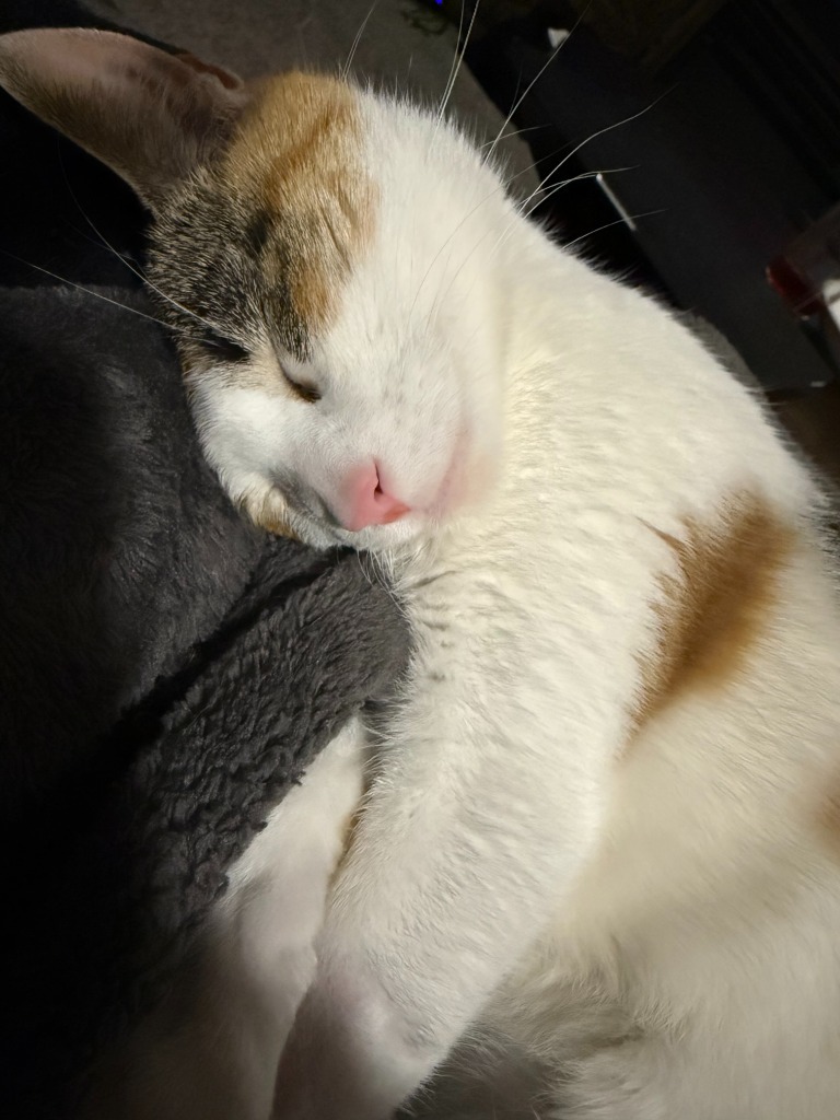Tizzy