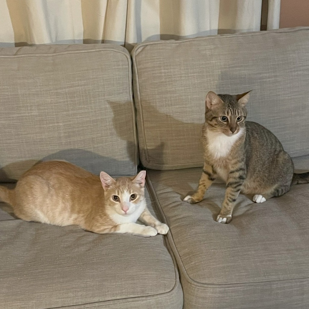 Speedy / Tiger