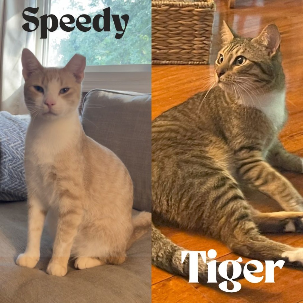 Speedy / Tiger
