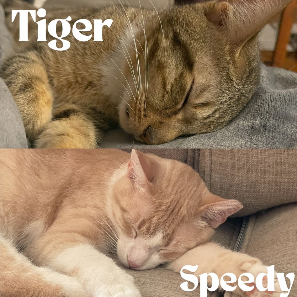 Speedy / Tiger