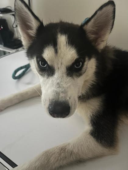 Cora