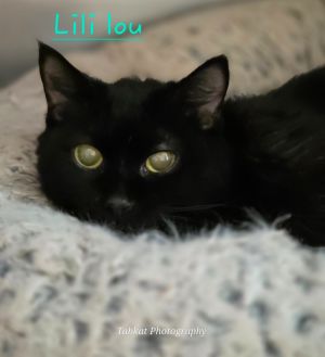 Lili Lou, Adult Female unknown