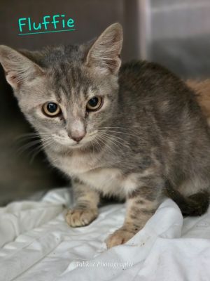 Fluffie, Baby Female unknown