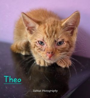 Theo, Baby Male unknown