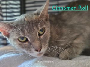 Cinnamon Roll, Young Female unknown