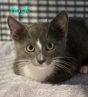 Buck, Baby Male unknown