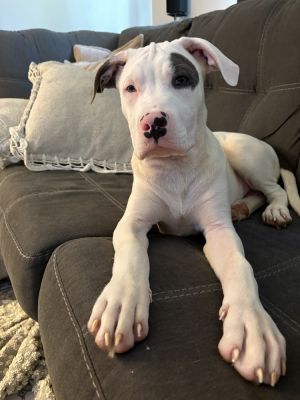 Jaxson, Baby Male unknown
