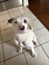Jaxson photo 4