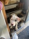 Jaxson photo 6