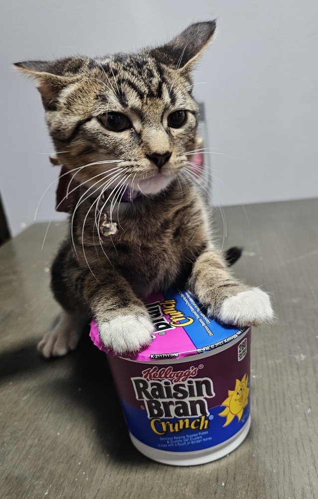 Raisin Bran