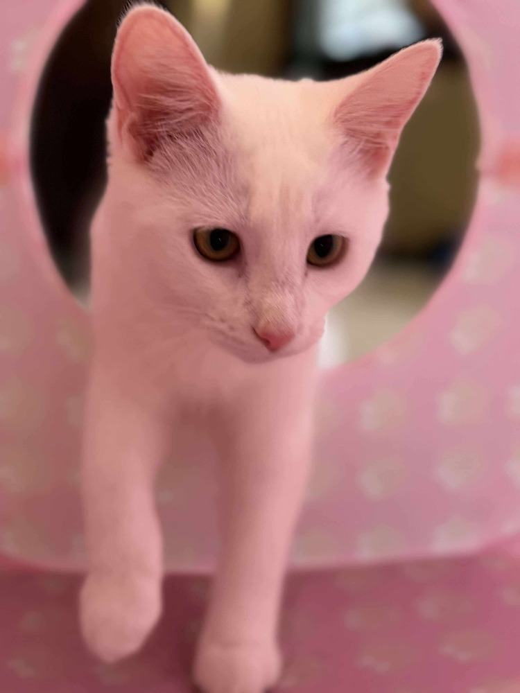 Ivory
