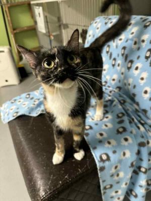 Lilo, Adult Female unknown
