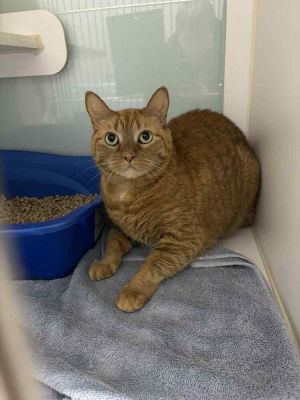 Tuffy, Senior Male unknown