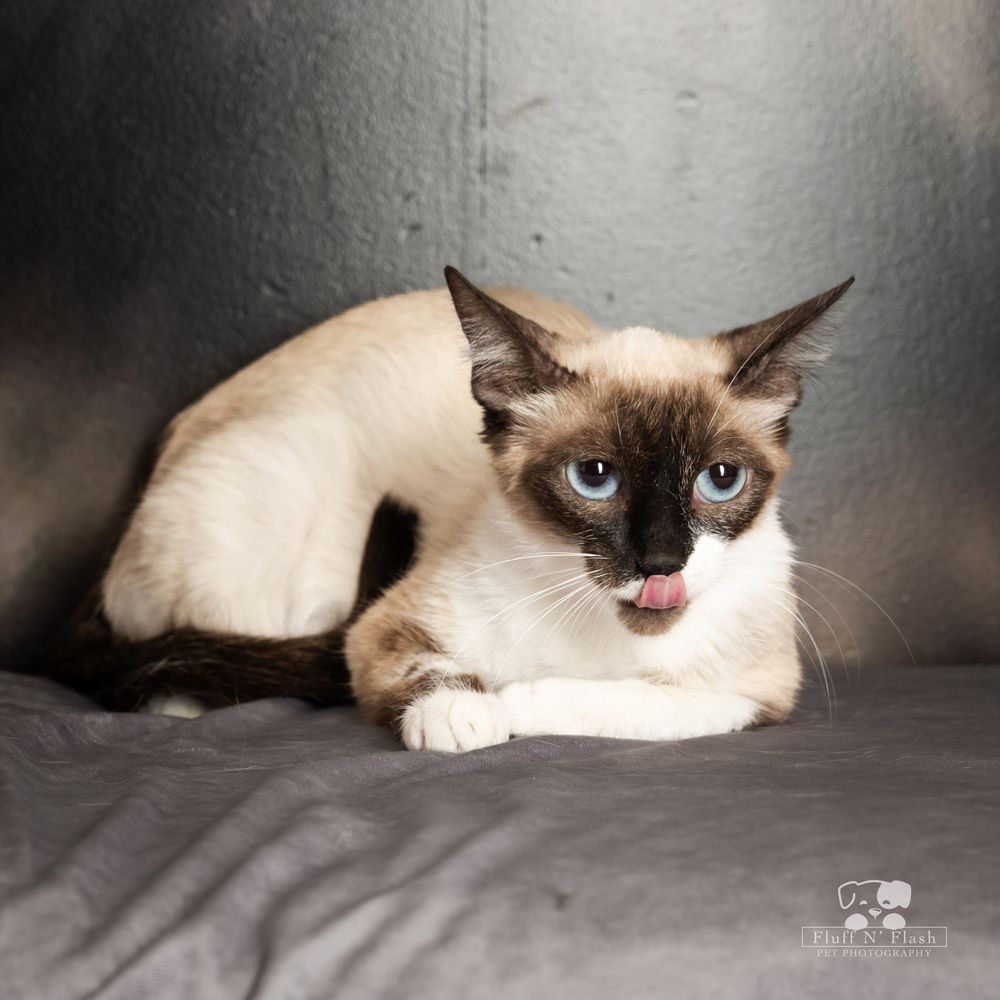 Mama Cheesecake, an adoptable Snowshoe, Siamese in Calimesa, CA, 92320 | Photo Image 1