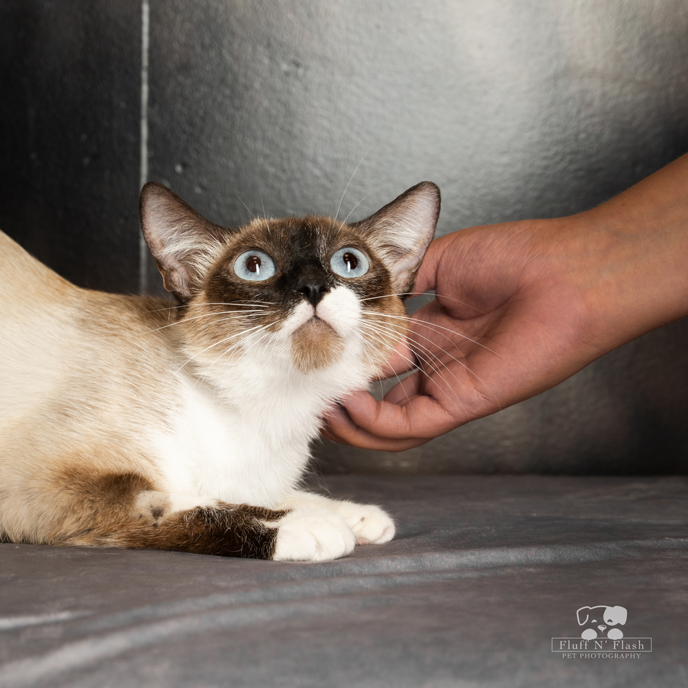 Mama Cheesecake, an adoptable Snowshoe, Siamese in Calimesa, CA, 92320 | Photo Image 2