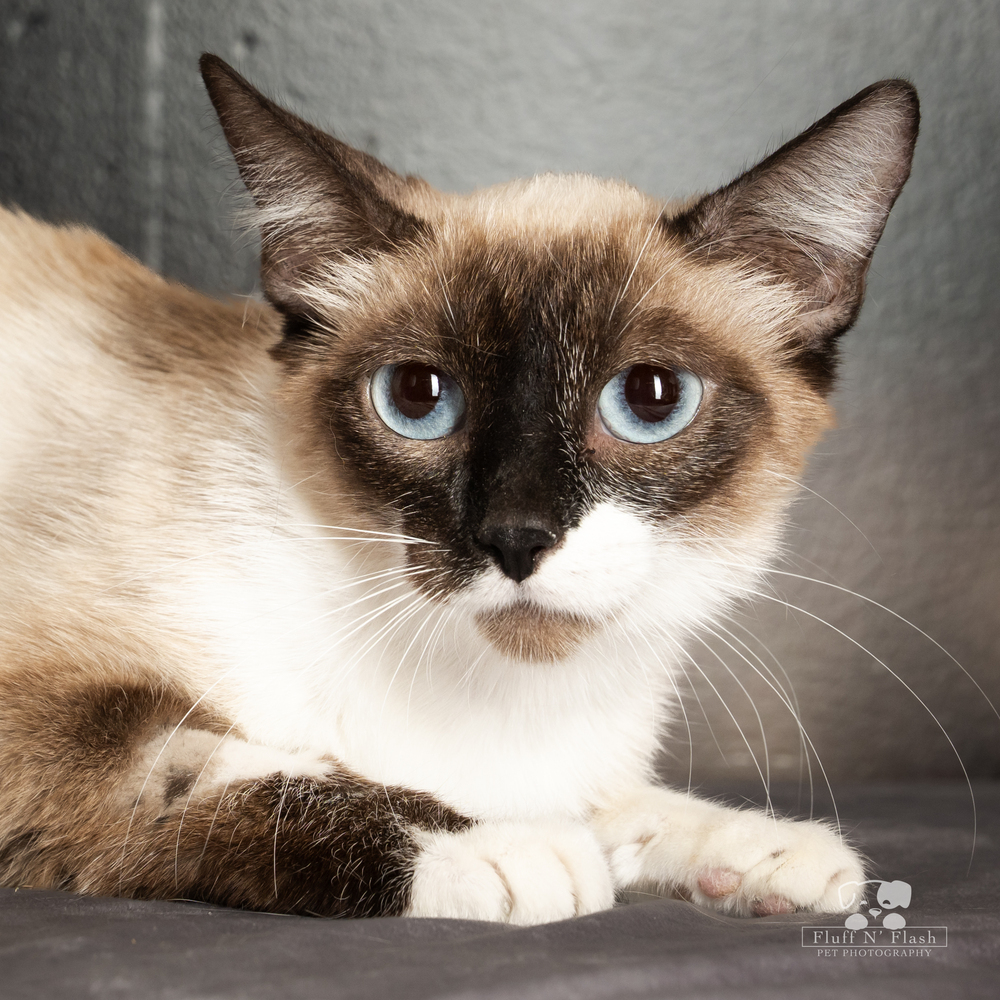 Mama Cheesecake, an adoptable Snowshoe, Siamese in Calimesa, CA, 92320 | Photo Image 3