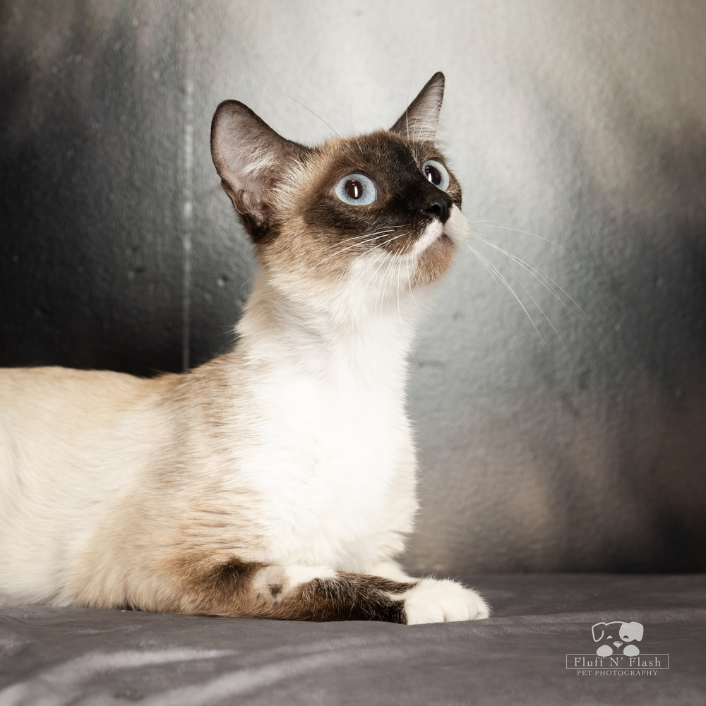 Mama Cheesecake, an adoptable Snowshoe, Siamese in Calimesa, CA, 92320 | Photo Image 4