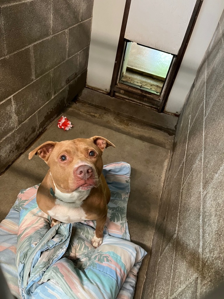 Lydia, an adoptable Pit Bull Terrier, Mixed Breed in Virginia, MN, 55792 | Photo Image 1