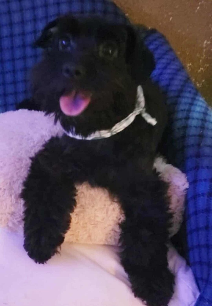 Pita