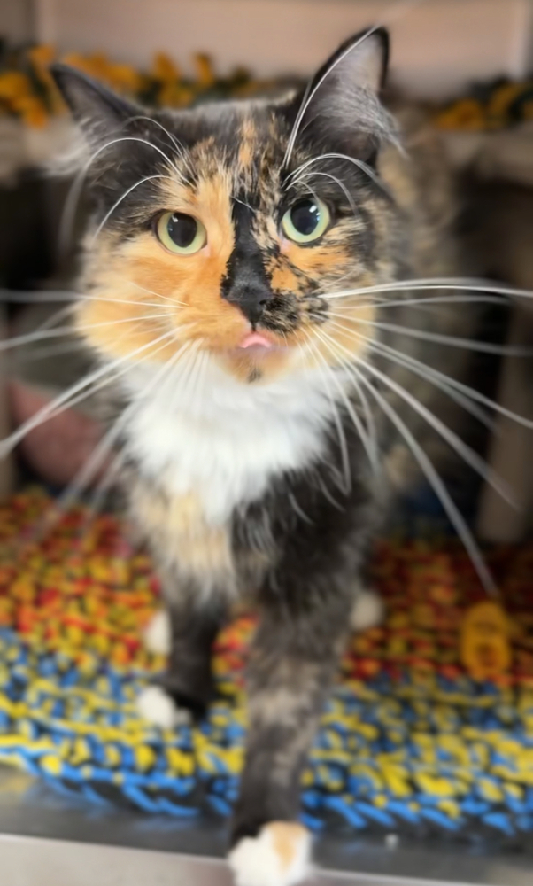 Sunny, an adoptable Domestic Medium Hair in Bemidji, MN, 56601 | Photo Image 1