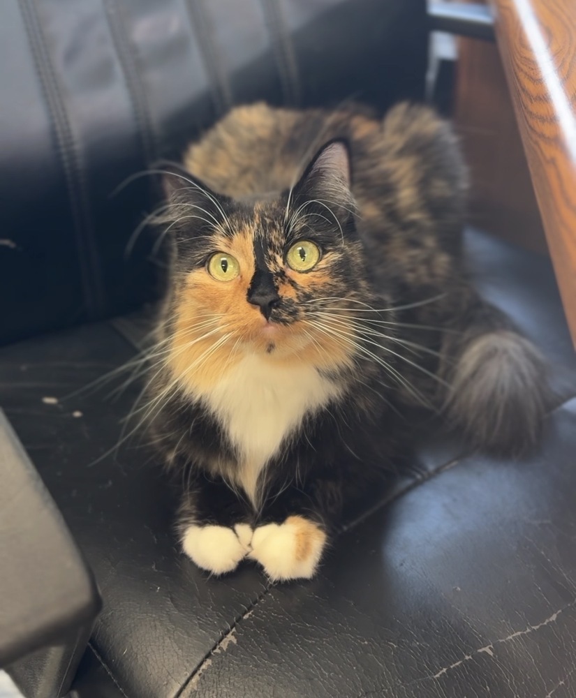 Sunny, an adoptable Domestic Medium Hair in Bemidji, MN, 56601 | Photo Image 1