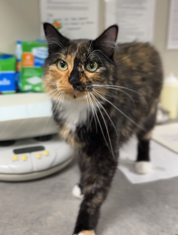 Sunny, an adoptable Domestic Medium Hair in Bemidji, MN, 56601 | Photo Image 2