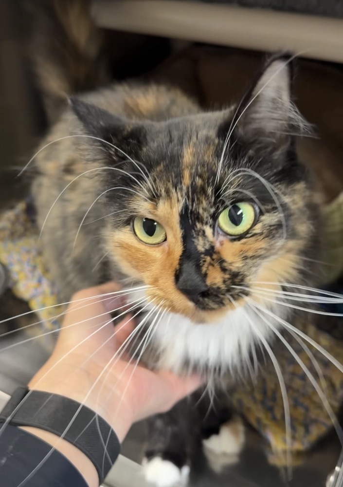 Sunny, an adoptable Domestic Medium Hair in Bemidji, MN, 56601 | Photo Image 2