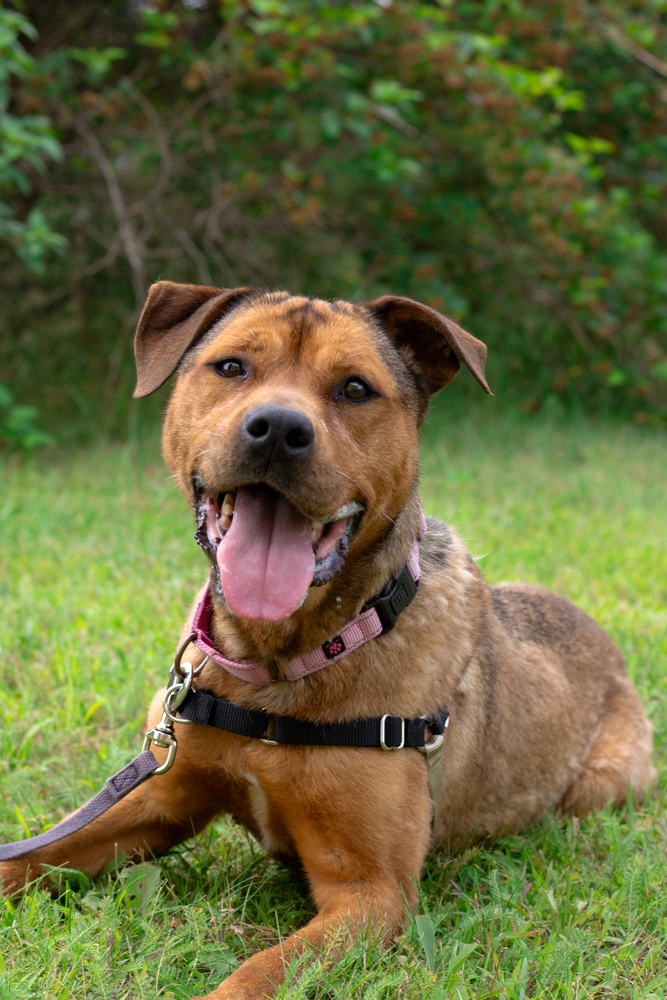 Maggie, an adoptable Mixed Breed in Bemidji, MN, 56601 | Photo Image 1