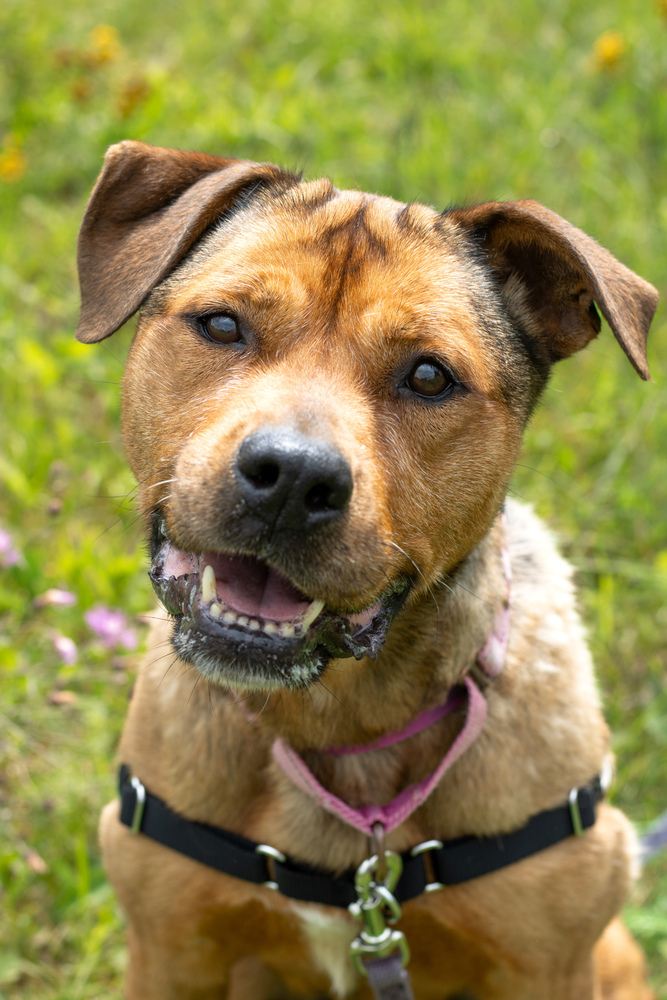 Maggie, an adoptable Mixed Breed in Bemidji, MN, 56601 | Photo Image 3